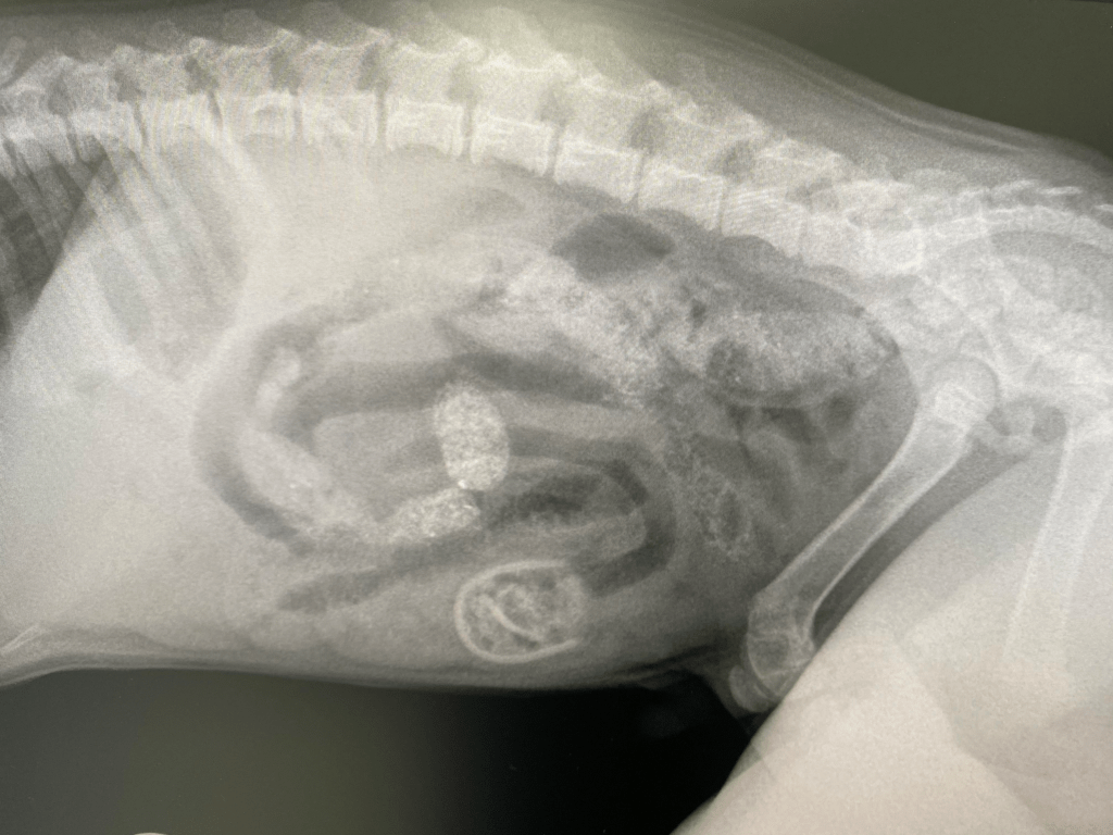 can a dog have an x ray without anaesthetic